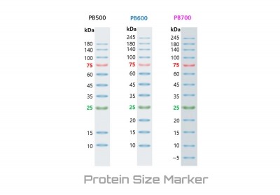 Protein size marker, 5~245 kDa, 2 x 250μl, PB700